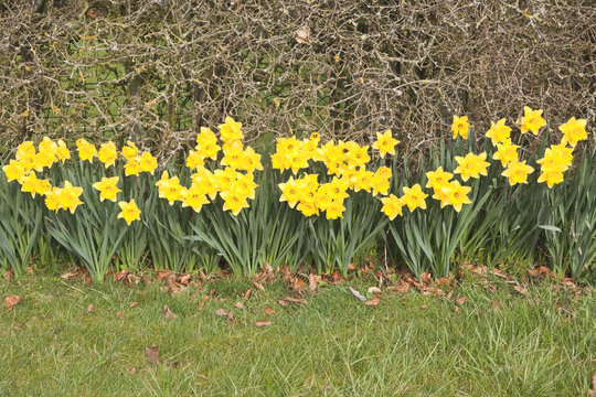 golden daffodils