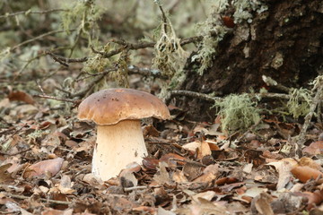 Boletus edulis.