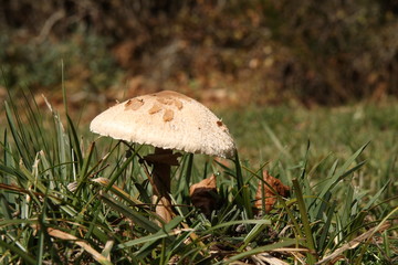 Lepiota.