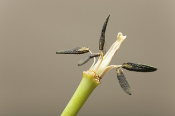 tulipe fanée