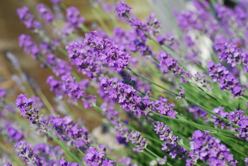 Obraz premium Lavendel