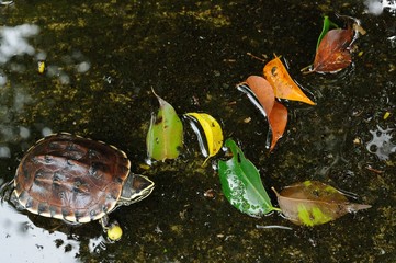 Turtle and leaf fall