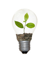 Incandescent light bulb with a sapling as the filament