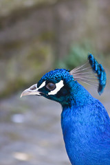 Pfau