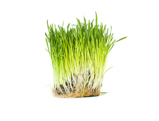 Green spring grass