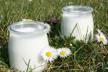 Des yaourts frais de la campagne
