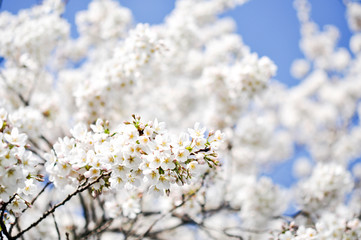 Obraz premium Kirschblüten Nahaufnahme. Spring is comming