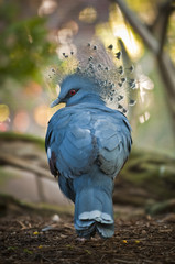 Victoria Crowned Pigeon