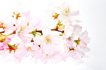 Kirschblüten Nahaufnahme
