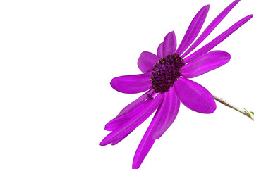 Senetti Pericallis Nahaufnahme, freigestellt