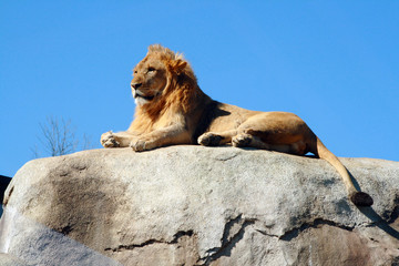 Fototapeta premium Young male lion relaxing on top of a rock on a sunny day