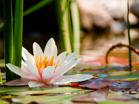 water lily