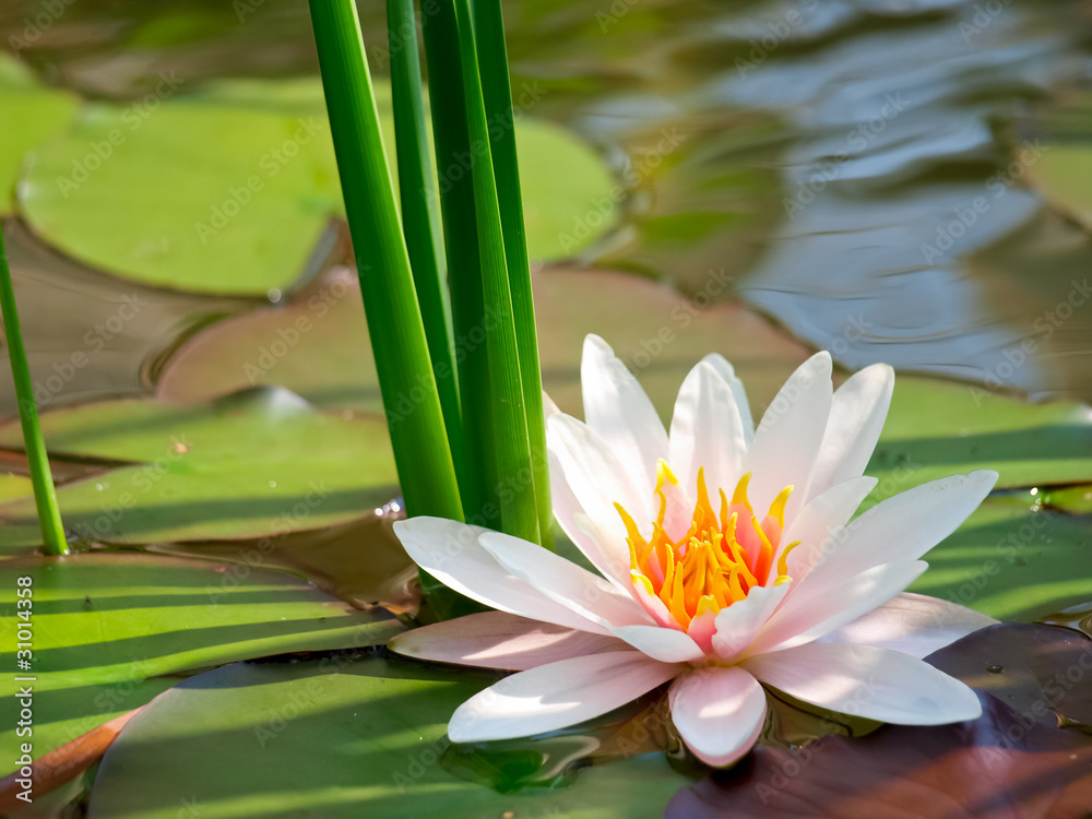 Canvas Prints water lily