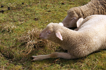 Naklejka premium Schafe