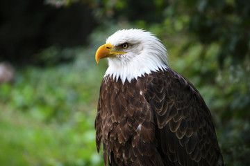 AGUILA VISTA DE PERFIL
