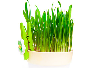 flowerpot with green grass