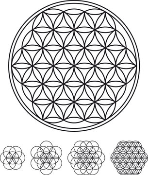 Flower Of Life Development from single circle to complex symbol. Geometrical figure, composed of multiple evenly-spaced, overlapping circles forming a flower-like pattern. Illustration over white.