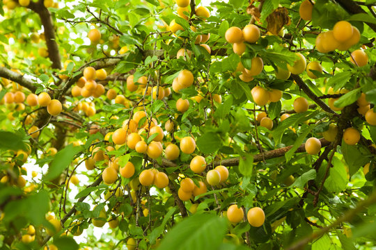 Plum-tree crowded of ripe fruits in the orchard, close up