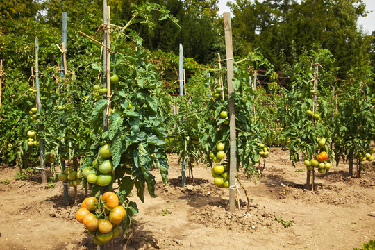 Tomatoes growing in the orchard