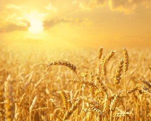 Wheat field at a golden sunset