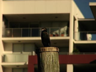 Unknown Water Bird