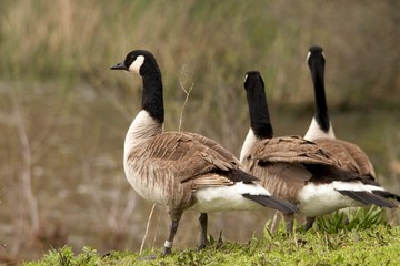 Banded Goose
