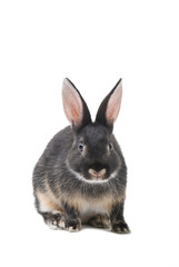 Grey bunny on a white background