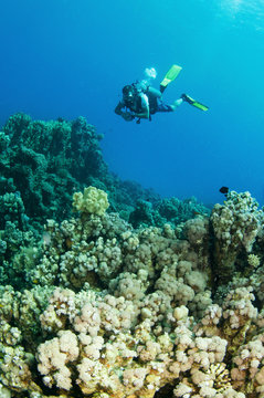 scuba divers exsplore coral reef in the red sea