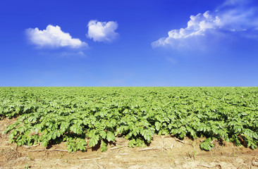 Fototapeta na wymiar Potato field against blue sky and clouds