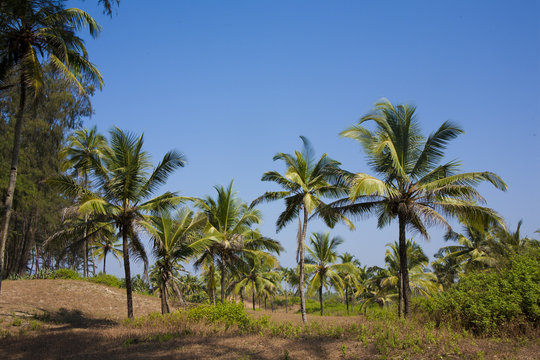 palm tree © MINDIA