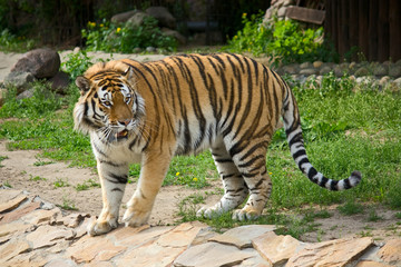 Siberian tiger