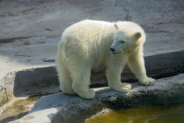 Little polar bear