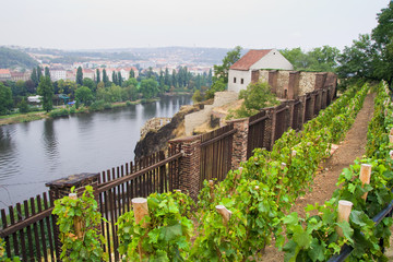 Vineyard in Prague