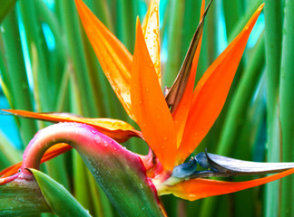 strelitzia reginae, oiseau de paradis, strélitzia