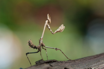 Empusa