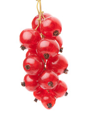 currant