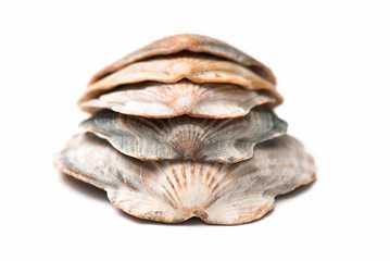 seashell