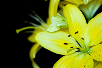 Fototapeta na wymiar lily