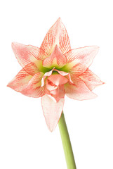 Obraz premium Hippeastrum, knight's-star