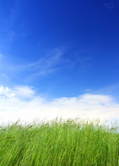 Fototapeta na wymiar green grass under blue sky