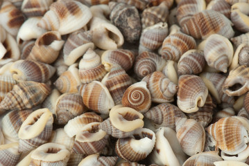 seashell