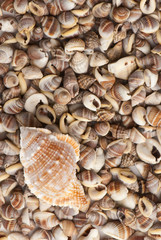 seashell