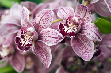Фон из сиреневых орхидей