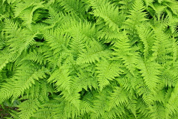 fern background
