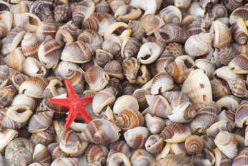 seashell