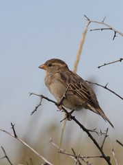 common house sparrow