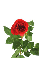 Fototapeta premium Red rose isolated on white background