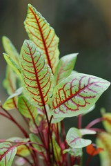 Sauerampfer  Heilpflanze  (Rumex  acetosa)