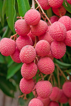 grappe de litchi des &icirc;les
