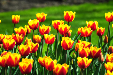 Feuerige Tulpen
